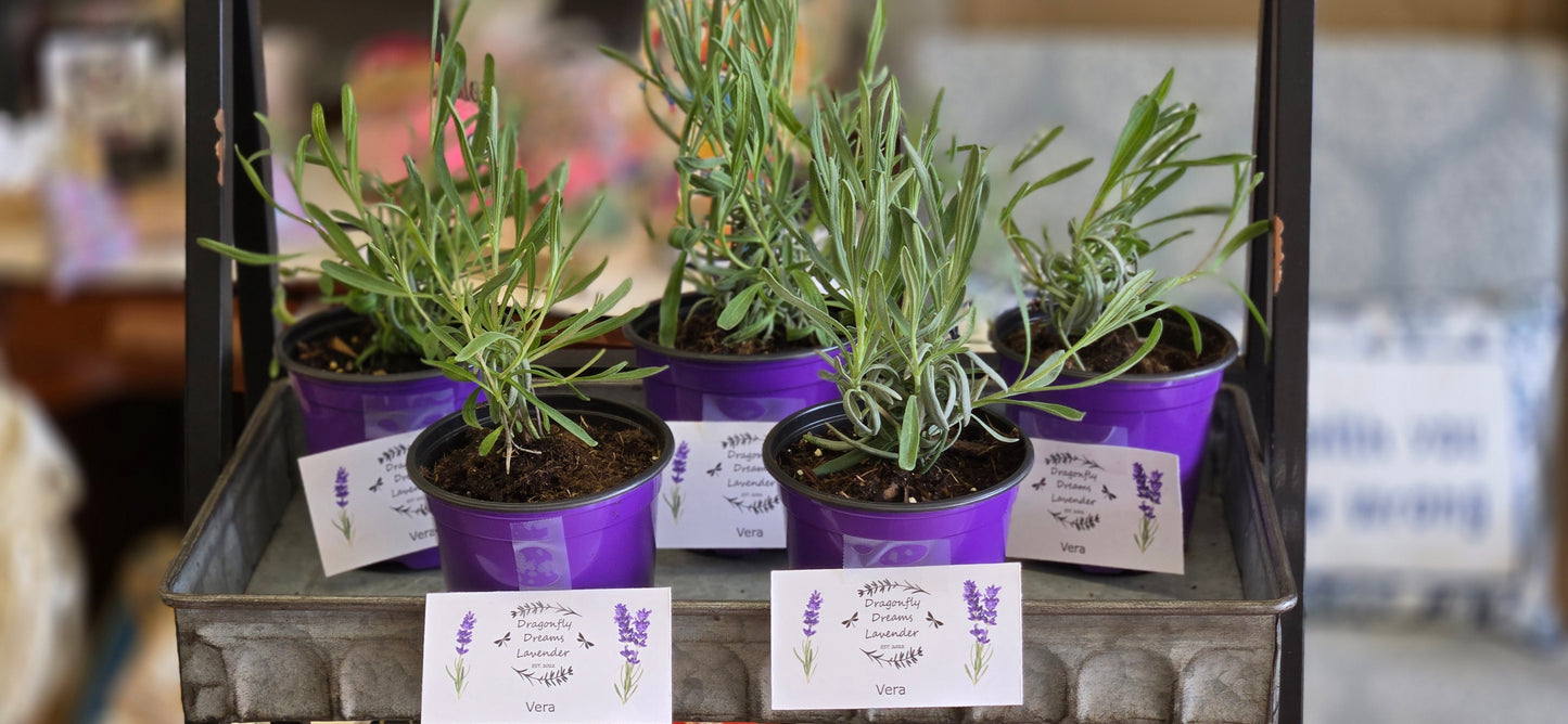 Live Lavender Plant